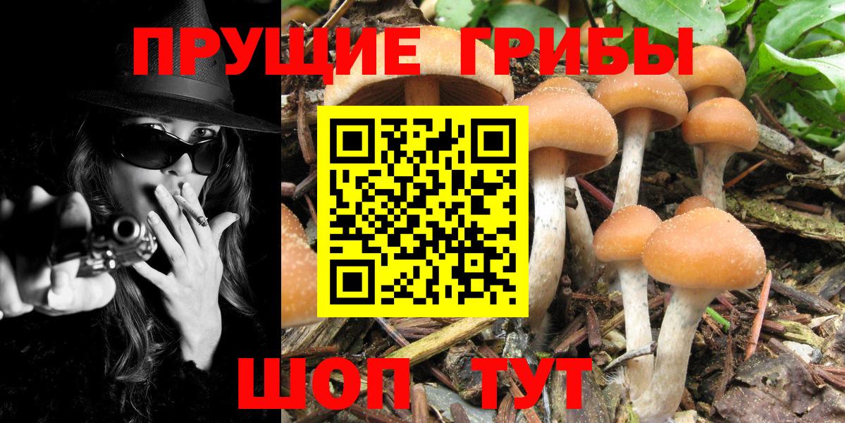 Галлюциногенные грибы Psilocybine cubensis  где купить наркотик  Чита  Вход с VPN 